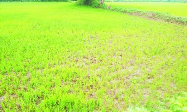 बारिश नहीं होने से किसान चिंतित, नहरों से पानी छोडऩे की मांग