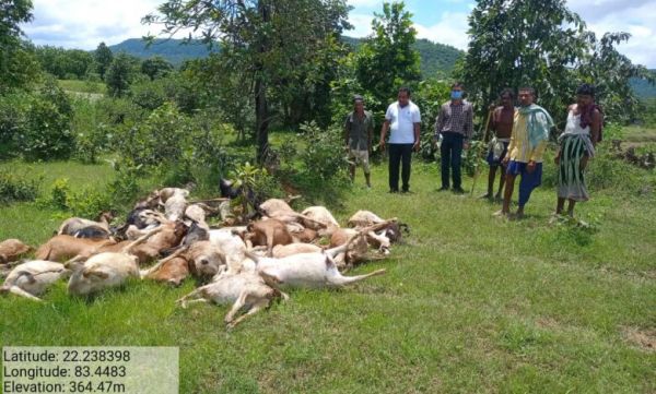 रायकेरा में गाज से 38 बकरियों की मौत
