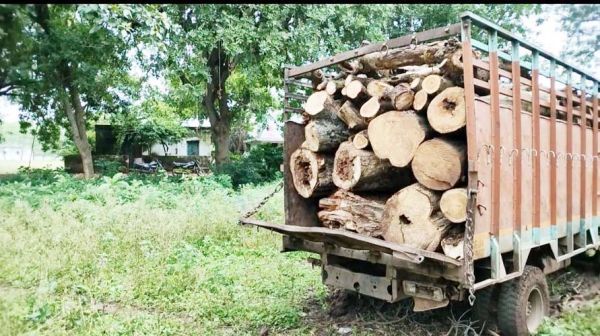 बिना पंचनामा व प्रस्ताव आम पेड़ की लकड़ी की बिक्री