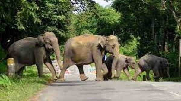 एटीआर में 26 हाथियों के दल ने डाला डेरा, दहशत में रतजगा कर रहे ग्रामीण