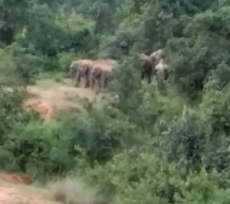हाथी दल झारखंड से कन्हर नदी पार कर पहुंचा छग के गांव, फसलें रौंदी, ग्रामीणों में दहशत