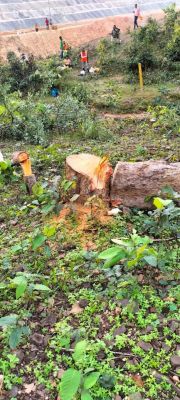 हसदेव में पेड़ों की कटाई व ग्रामीणों की गिरफ्तारी के विरोध में धरना आज