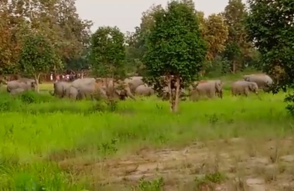 हाथी दल खडग़वां से सीमावर्ती कटघोरा वन मण्डल में, फसलें-मकान रौंदी