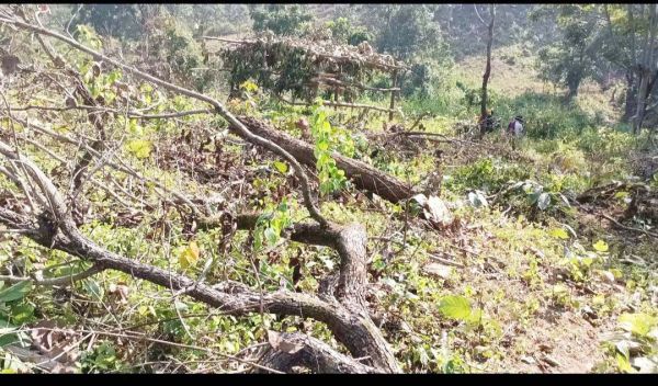 जंगल में 15 दिनों से पेड़ों की अवैध कटाई कर कब्जा, जांच शुरू