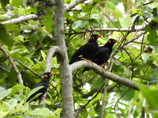 कांगेर घाटी राष्ट्रीय उद्यान में पहली बार पक्षी सर्वेक्षण