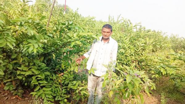 मनरेगा के सहयोग से रज्जू ने लगाए 5 सौ अमरुद के पौधे