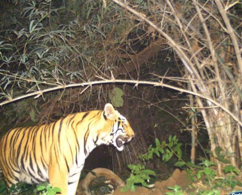तेंदुए के शावकों के मिलने के बाद अब ट्रैप कैमरे में कैद हुआ बाघ 