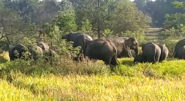 देखें VIDEO : कोरिया वनमंडल में हाथियों के 2 दल की मौजूदगी