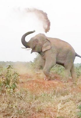 दंतैल हाथी ने 2 मवेशियों पर किया हमला, 15 गांवों में अलर्ट