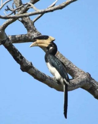 आईटीआर में अब दिखा मालाबार पाइड हॉर्नबिल, आमतौर पर वेस्टर्न घाट में  पाया जाता है यह दुर्लभ पक्षी