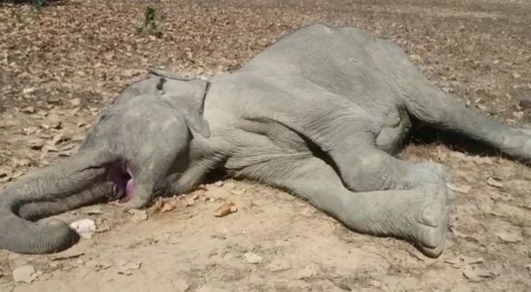 गेरसा जंगल में फिर एक मादा हाथी की मौत