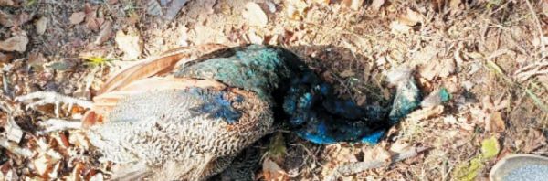  राष्ट्रीय पक्षी मोर सहित 20 पक्षियों की मौत
