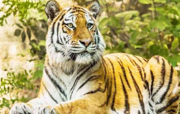 बाघ की निगरानी के लिए वन अमला सक्रिय