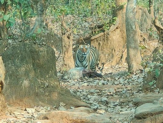 देखें VIDEO : सरपंच ने नदी में बाघ का पानी पीते बनाया वीडियो