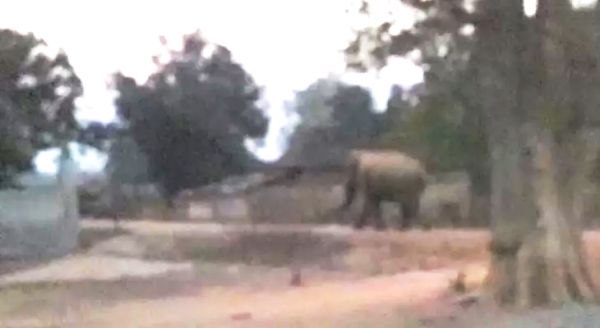गांव के बीच बस्ती में घुसा हाथी