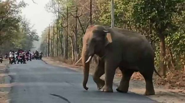 नहीं थम रहा है जिले में हाथियों का उत्पात शाम ढलते ही चिंघाड़ से थर्रा जाते हैं गांव