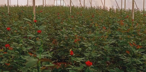कांकेर में हो रही गुलाब की हाईटेक खेती
