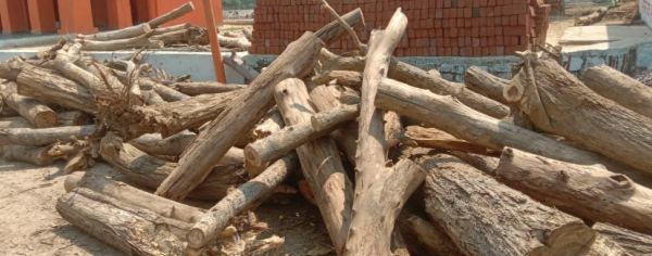 परखंदा वृक्षारोपण क्षेत्र में अवैध कटाई, सरपंच ने की रोक लगाने की मांग