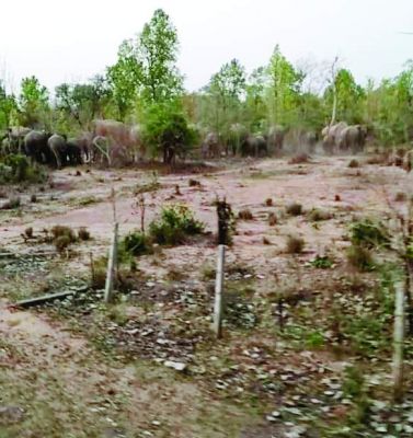 धमनी वनपरिक्षेत्र में 40-50 हाथियों का दल फसलें रौंदी,  हैंडपंप उखाड़ा
