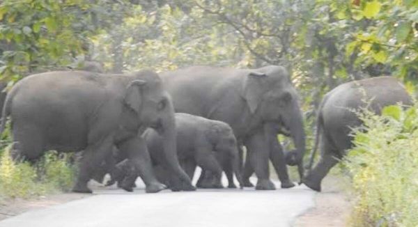 अब जिले में जंगली हाथियों की संख्या हुई 80