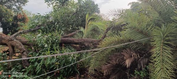 बेमौसम बारिश-आंधी तूफान से पेड़ धराशायी, बिजली खंभे गिरे