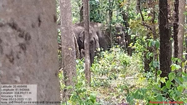 हाथी दल दुगली-नगरी के आसपास जंगलों में