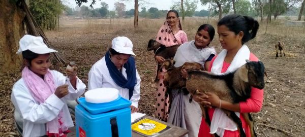गौठानों के माध्यम से पशुओं की देखरेख के साथ गांवों में जाकर भी जिम्मेदारी उठा रही हैं स्वावलंबी महिलाएं