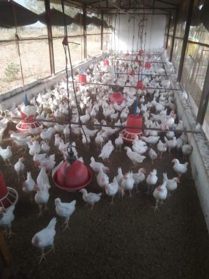 गौठान में मुर्गीपालन से पूर्णिमा ने कमाए लाखों