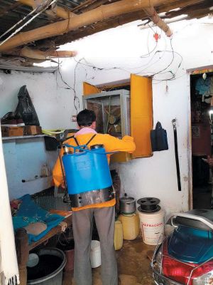 डेंगू से लडऩे घर-घर अभियान, निगम कर रही लार्वा की जांच