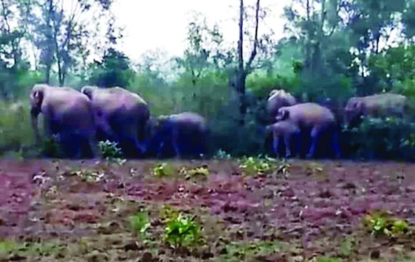 सारंगढ़ के जंगल में 25 हाथियों की मौजूदगी