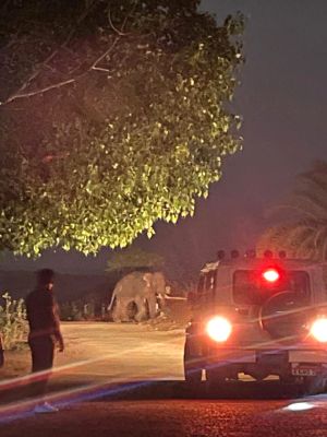 दल से बिछड़ा हाथी बालोद शहर में घुसा
