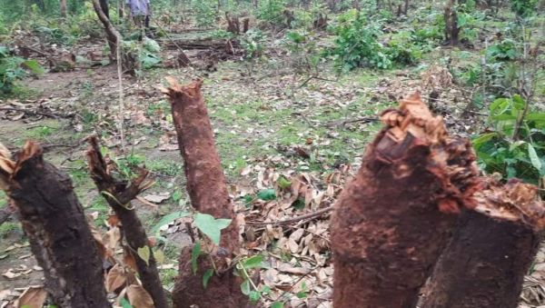  बेलदगी जंगल में कब्जा करने सैकड़ों पेड़ों की अवैध कटाई