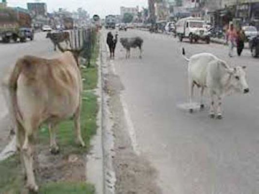 मुख्य मार्ग पर आवारा पशुओं का डेरा, हो रहे हादसे