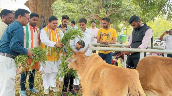 हरेली पर विधायक ने कृषि यंत्रों की पूजा कर गौमाता को खिलाया चारा