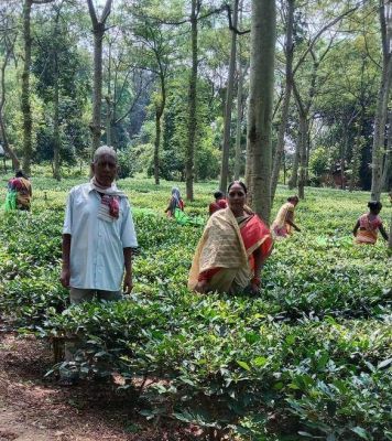 72 किसान परिवारों को चाय  की खेती से मिला रोजगार