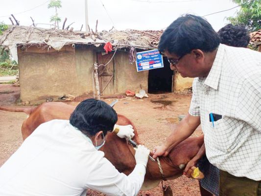  पशु चिकित्सा सह टीकाकरण शिविर, मालीडीह में 271 पशुओं का टीकाकरण