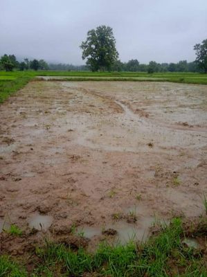 लगातार बारिश, धान बोनी अधूरा, खेत में पानी भरने से बीज हो रहे खराब