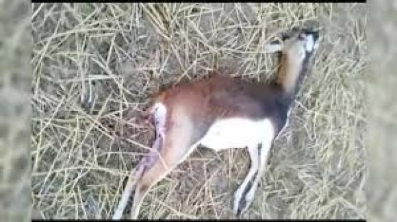 बार अभ्यारण्य के रामपुर में एक  और काले हिरण की मौत 
