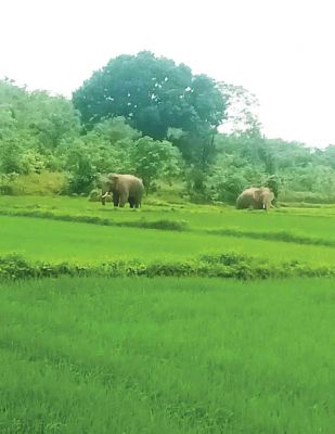  वन परिक्षेत्र पांडुका में दो हाथियों की मौजूदगी, गांवों में मुनादी