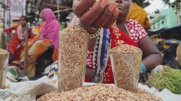 बेभाव कीमत पर बाजार में पसहर चावल