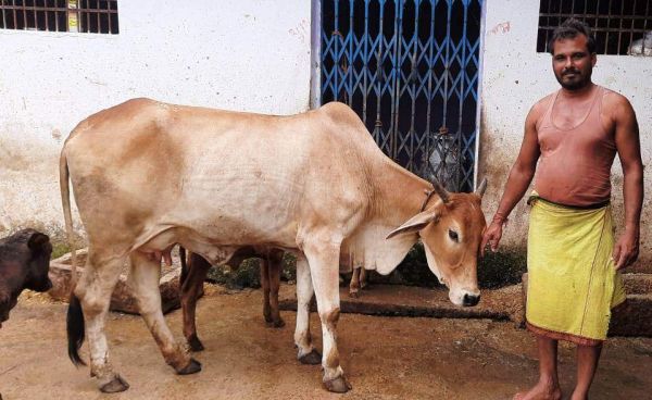 कृत्रिम गर्भाधान: देशी नस्ल की गाय से सुरेश को सालाना 4 लाख की आय