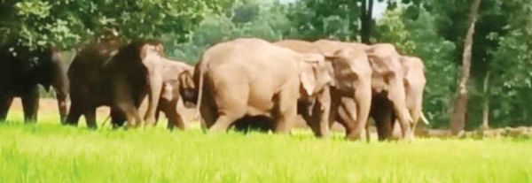 लखनपुर में पहुंचा हाथी दल, धान फसल को नुकसान