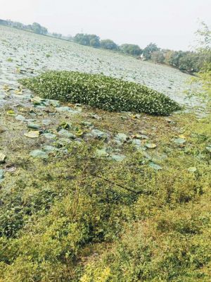 52 एकड़ में फैला डोंगरा का ऐतिहासिक मोतिमबंद तालाब की बरसों से सफाई नहीं