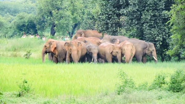 हाथी दल खेतों की ओर, एक ही रात में 25 किसानों की फसलों को पहुंचाया नुकसान