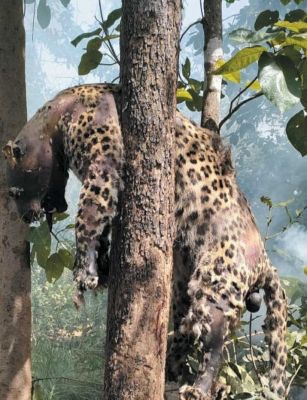 पेड़ पर फंसकर तेंदुआ की मौत