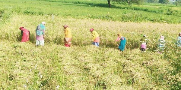 चुनावी चौपाल से अनजान किसान धान की कटाई-मिंजाई में हुए व्यस्त