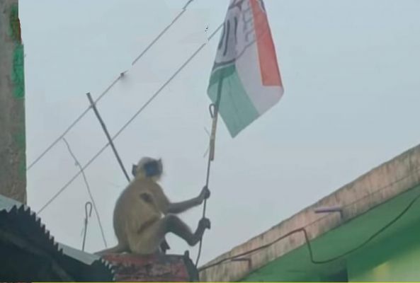 कांग्रेस पार्टी का झंडा थामे लंगूर का सोशल मीडिया में तस्वीर वायरल