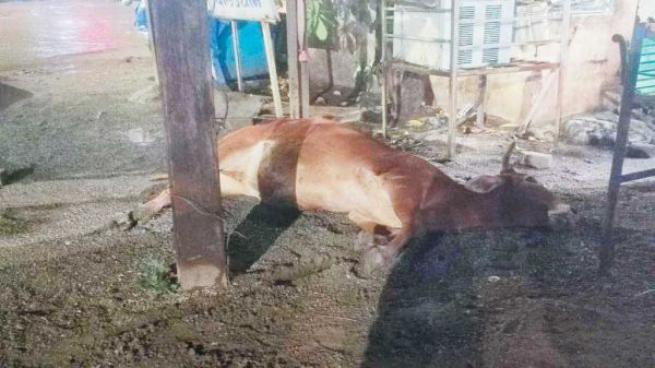 खंभे में करंट से गाय की मौत, अवैध बिजली कनेक्शन से हुई घटना