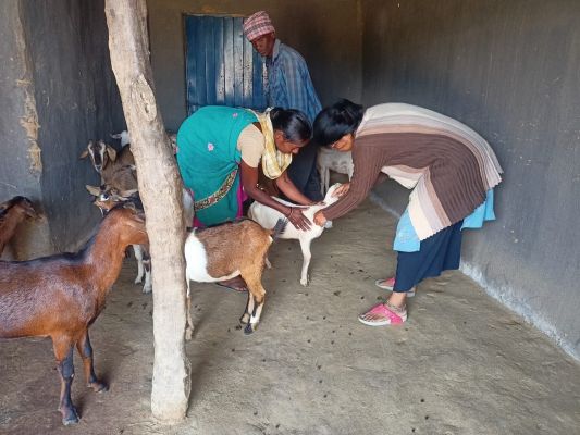  भेड़-बकरियों में रोग नियंत्रण को लेकर टीकाकरण अभियान
