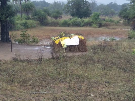 मिचौंग से मिंजाई थमी, किसानों को बारिश थमने का इंतजार